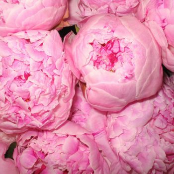 Flores e mais flores!