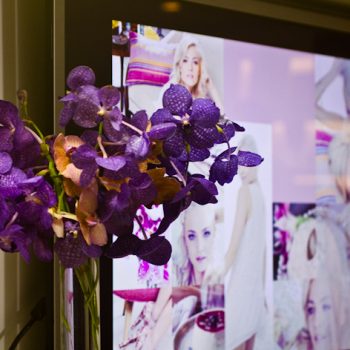 Orquídeas por SP