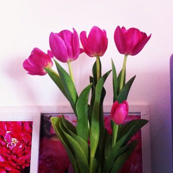 Tulipas de segunda