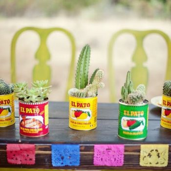 Jardim de cactos!
