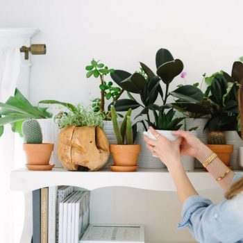 Vasos e vasinhos de plantas