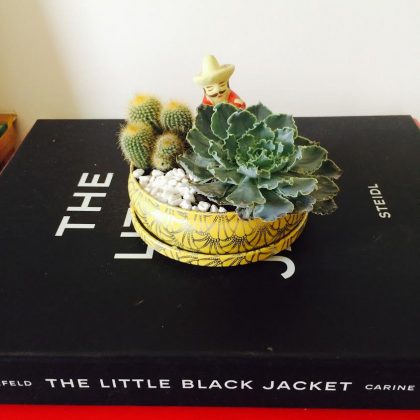 Minha coleção de cactos e suculentas