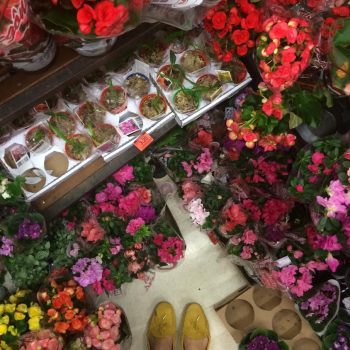 FLORES, FLORES E MAIS FLORES!