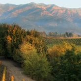 Guia definitivo do Chile: 5 vinhos que você precisa experimentar!