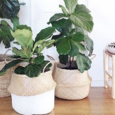 Vasos diferentes para suas plantas