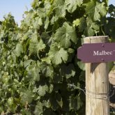 Malbec, a uva preferida dos brasileiros