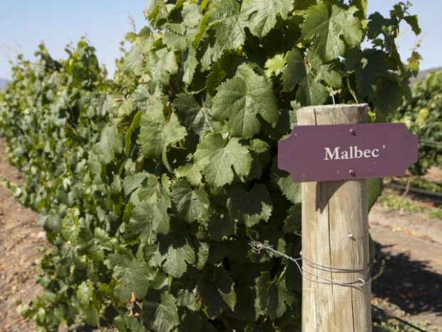 Malbec, a uva preferida dos brasileiros