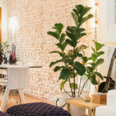 Decorismo: Ficus-Lira na Decor